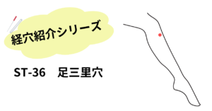 足三里穴はすねの上部に位置する経穴です